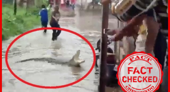 क्या पाकिस्तान के कराची में भारी वर्षा के कारण बाढ़ आने से रास्ते पर आए मगरमच्छ?